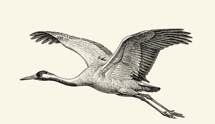 Black Crane logo
